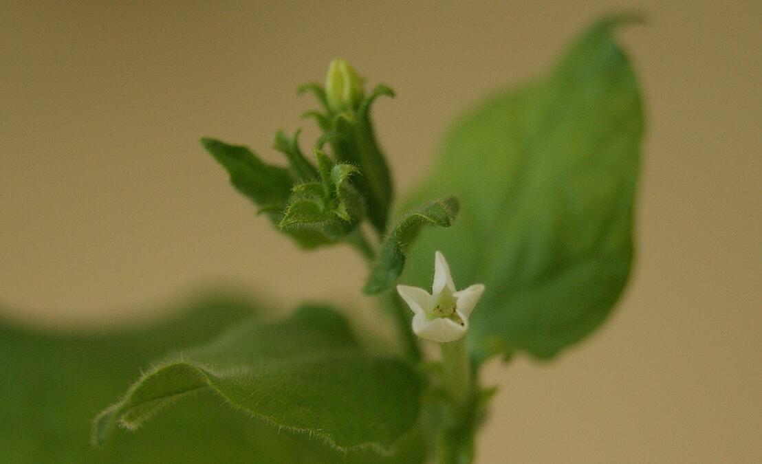 green tobacco plant of Nicotiana benthamiana with a white flower