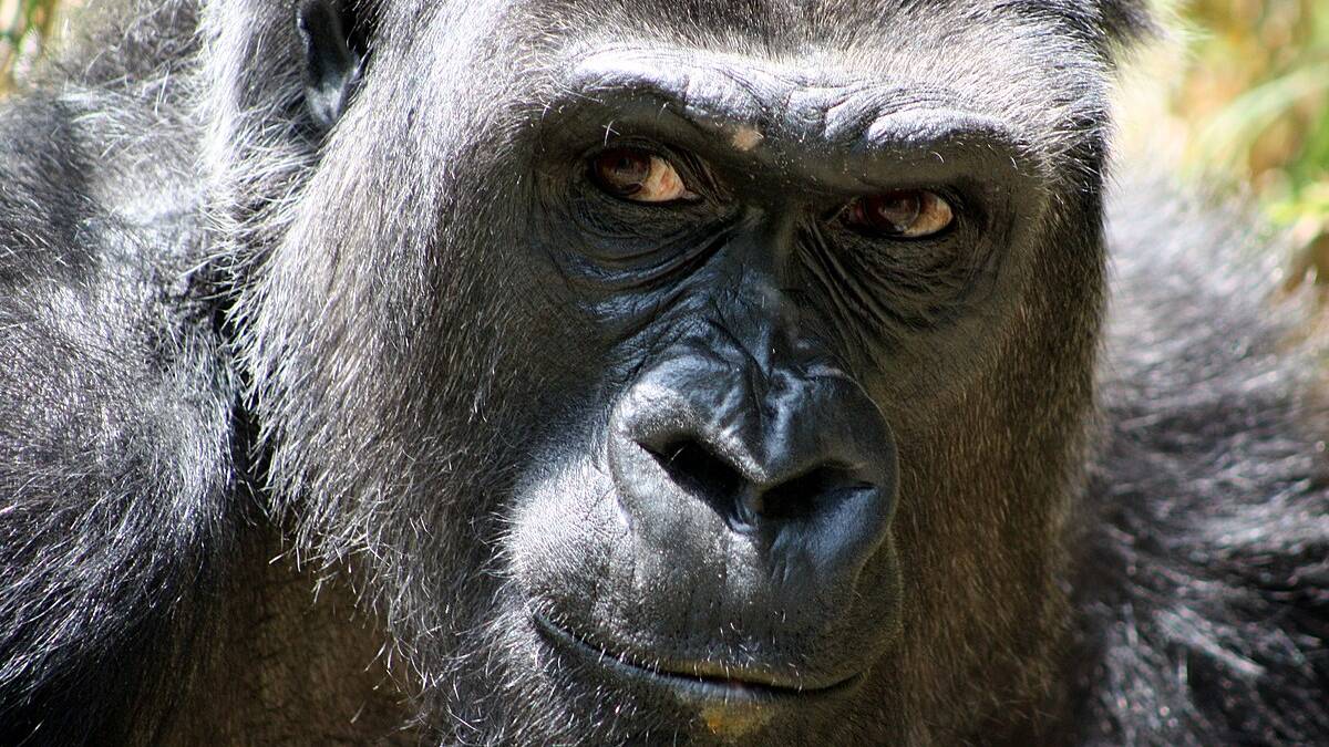 a gorilla